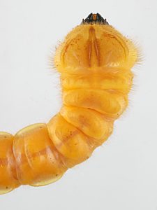 Temognatha flavicollis, PL4722, larva, from Allocasuarina muelleriana ssp. muelleriana (PJL 3485), dorsal, SE, 42.0 × 7.2 mm